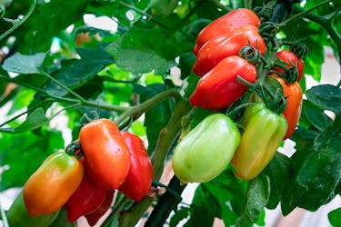 tomater i drivhus san marzano tomater i drivhus san marzano